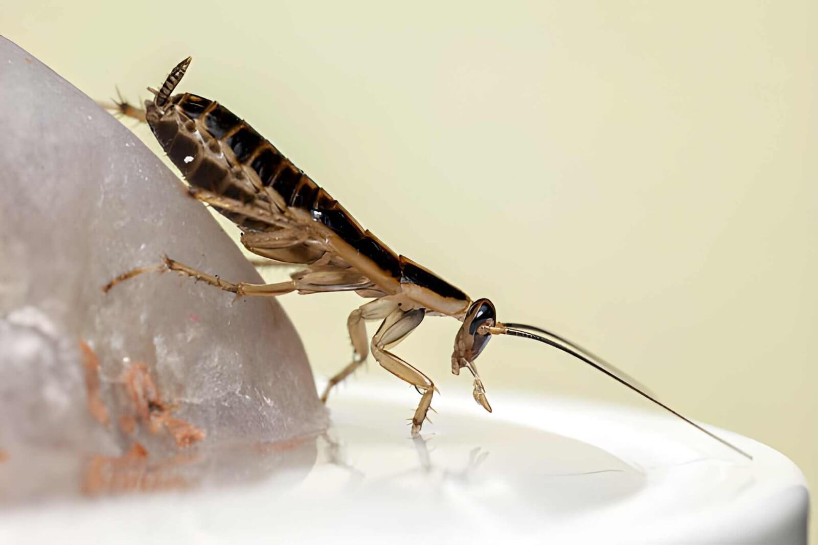 German Cockroach Rearing German Cockroach Pest Control Port Macquarie – Port Pest Services