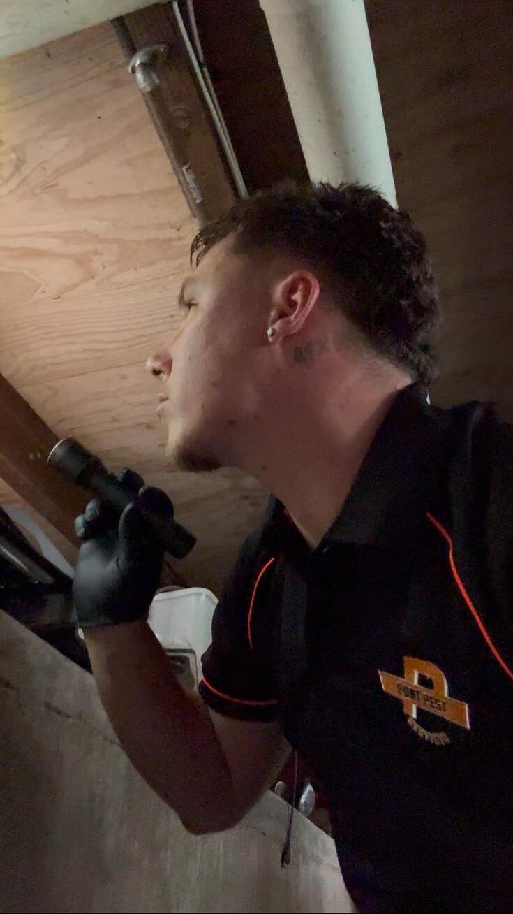 Pest inspector conducting a termite inspection under a Port Macquarie home