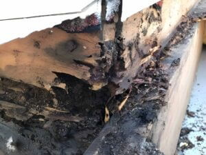 Comparison of intact timber versus termite-damaged timber in a Port Macquarie home