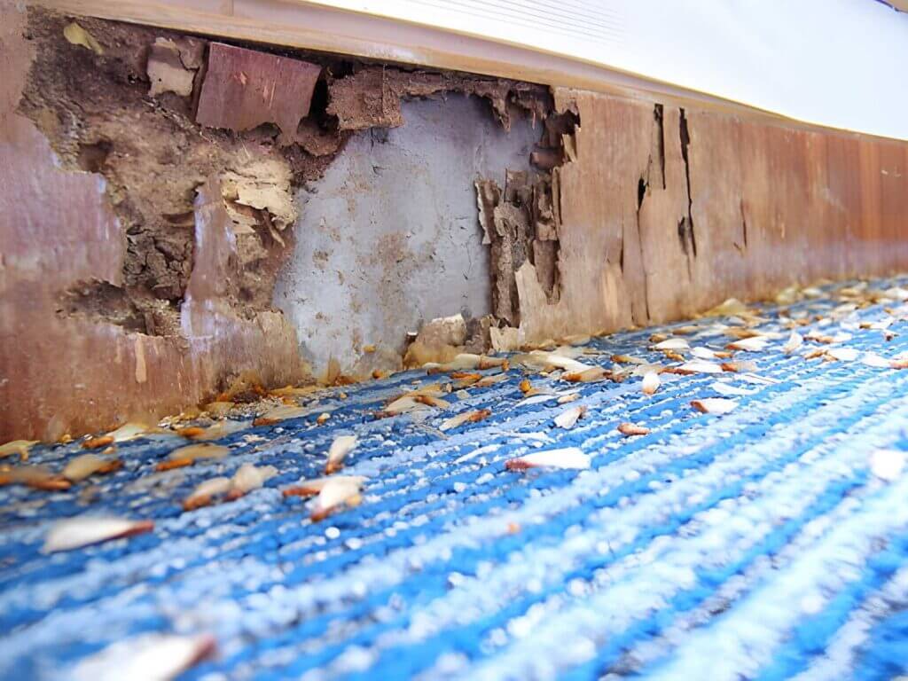 Termite mud tube on the foundation of a Port Macquarie property