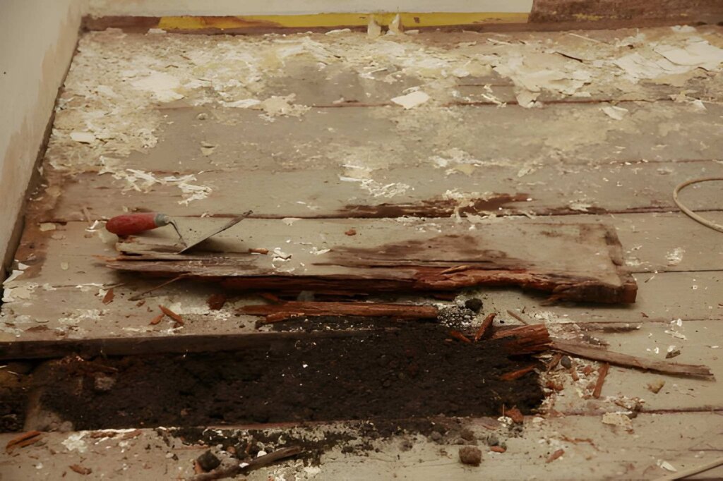 Termite mud tube on subfloor pier of a Port Macquarie property